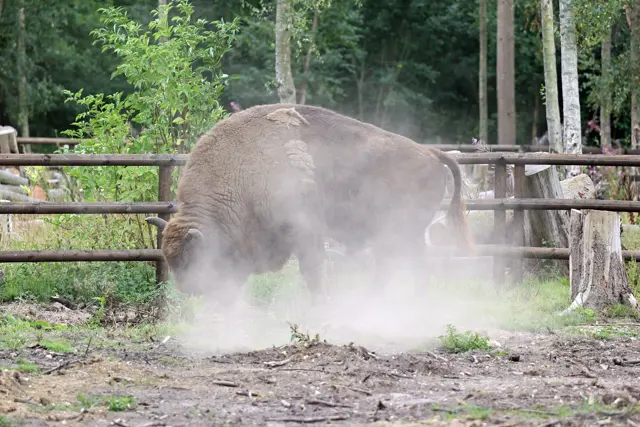 Bison Project Wilder Blean