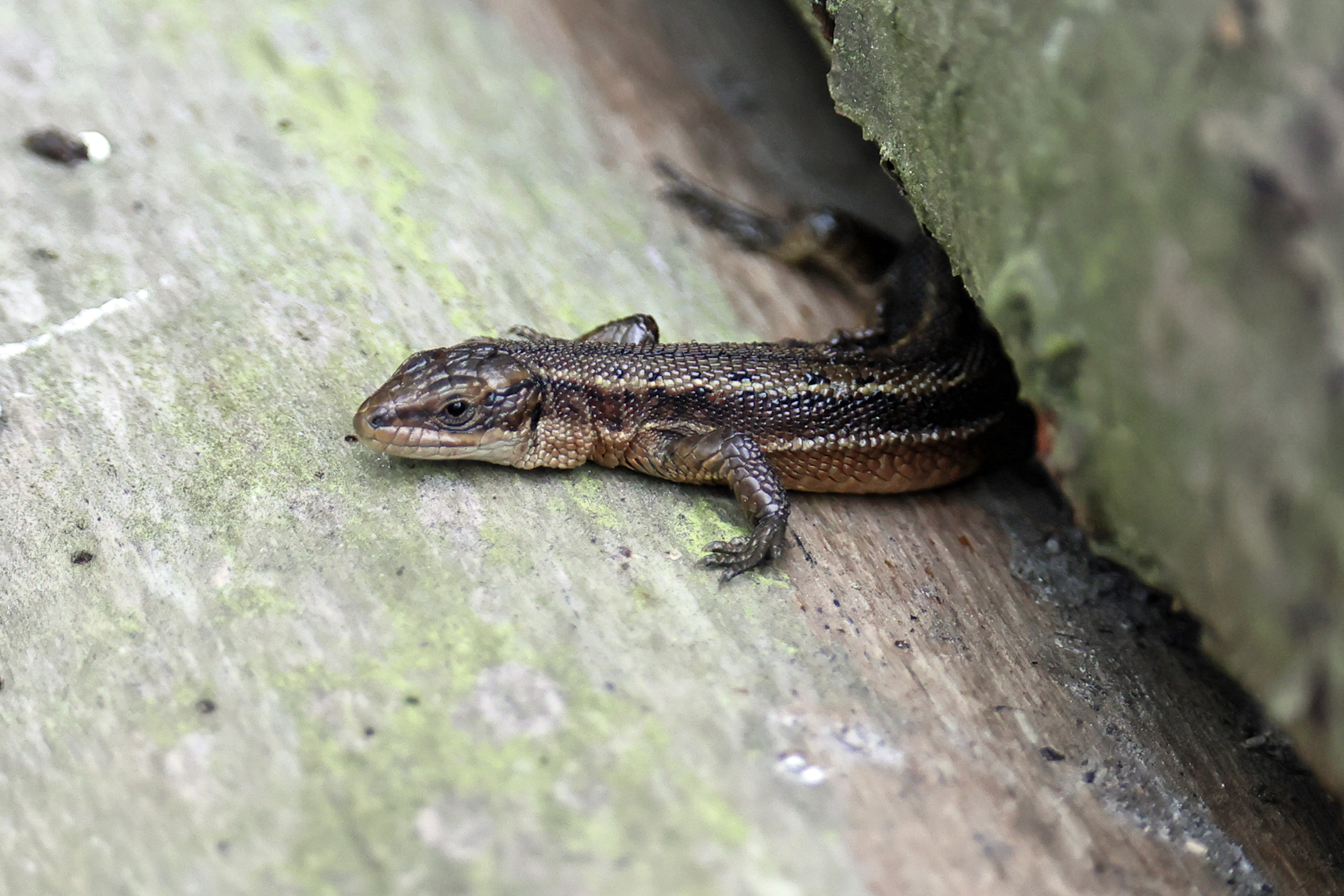 Common Lizard 1