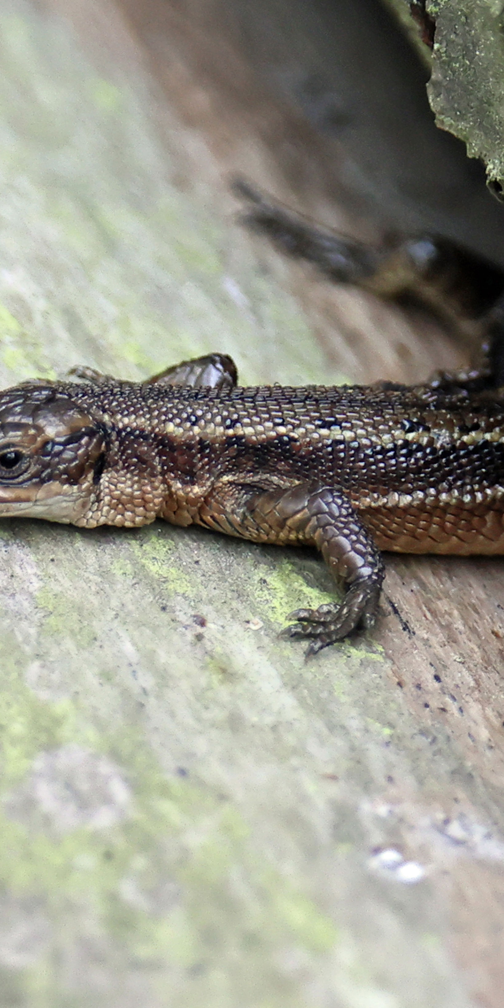 Sa Lizard Sand Lizard