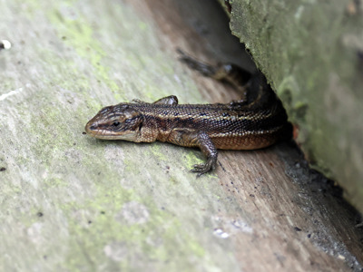 Common Lizard 1