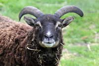 2025.04.24 Soay