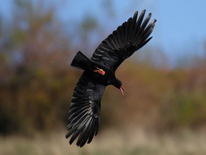 2020.04.17 Chough Flying