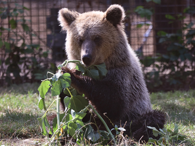 Bearcub2 Web