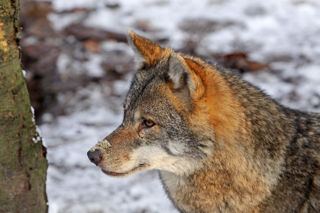 Wolf In Snow3