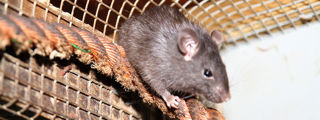 Blackrat1 2500X1500