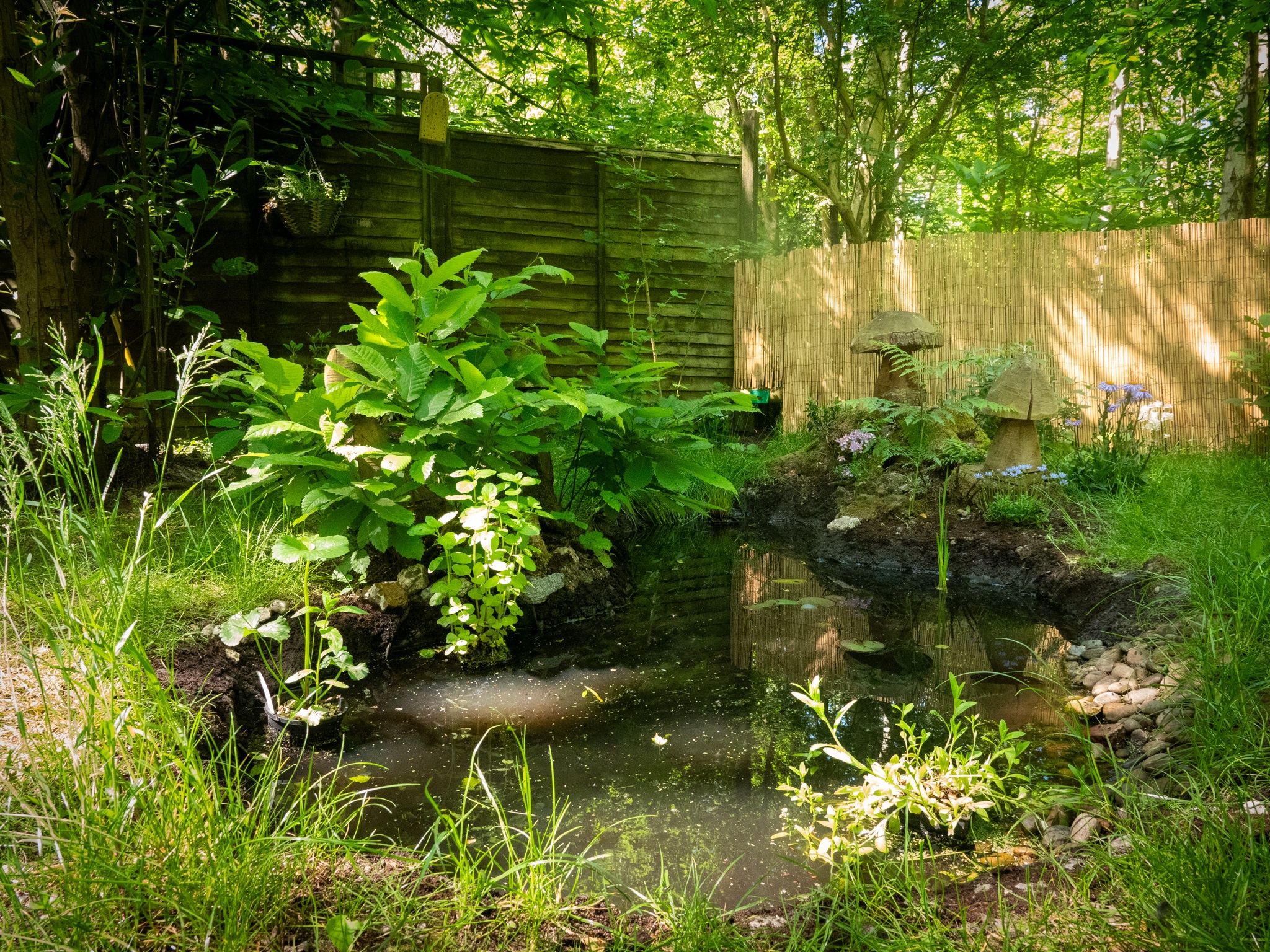 Rewild Your Garden 4