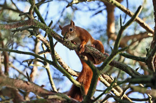 Red Squirrel Blue Sky