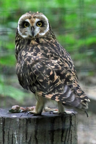 Short Eared Owl