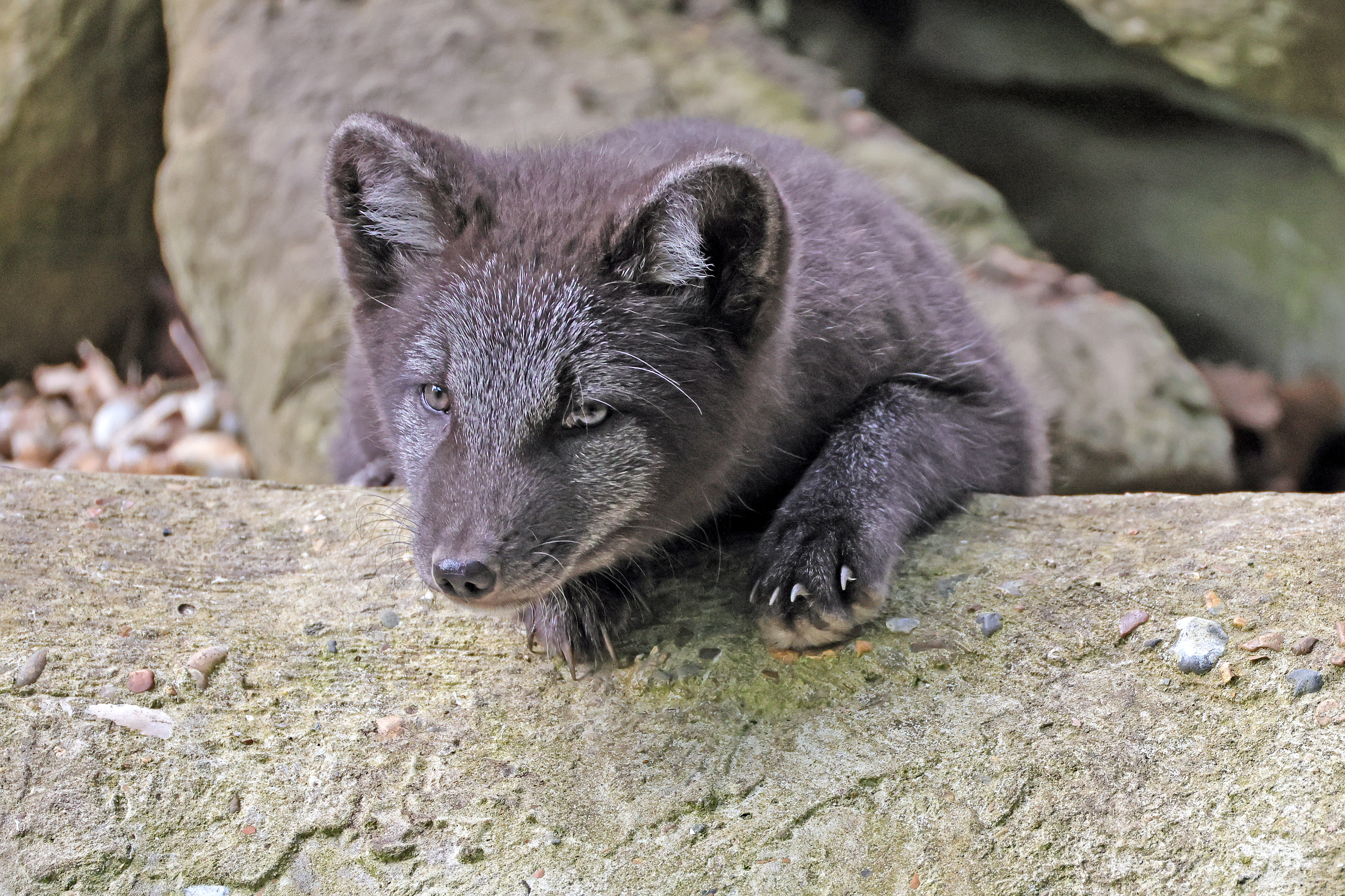 2024.07.18 Arctic Pup 3