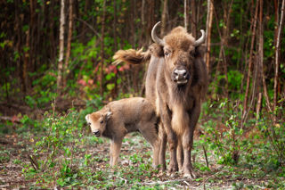 Bison Calf 21 Sep2022 (Donovan Wright)
