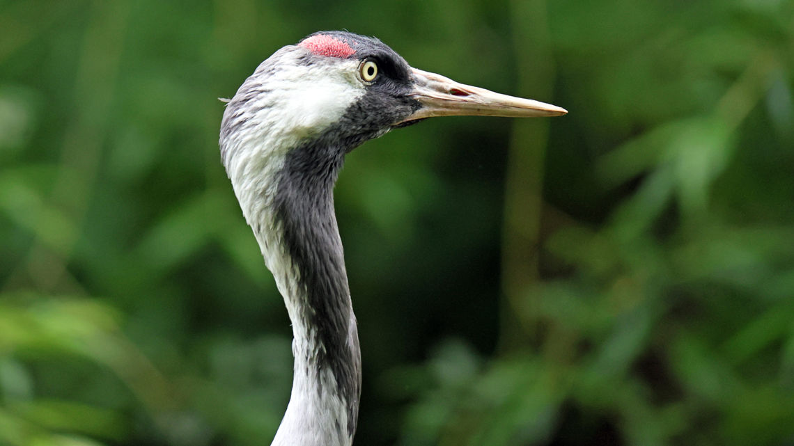 Common Crane Wildwood Group