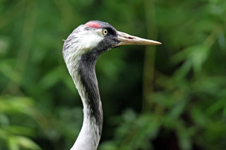 Crane Head