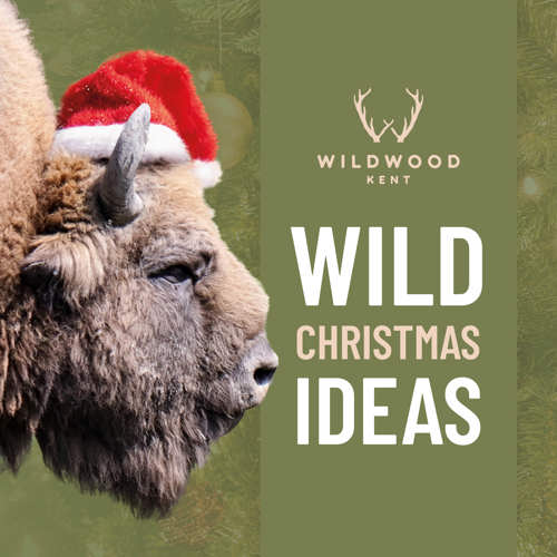 Festive bison - wild Christmas ideas