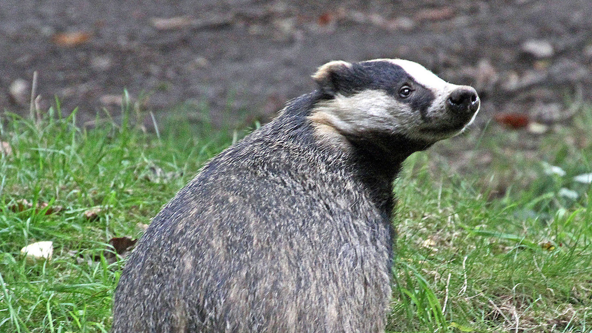 Badger | Wildwood Group