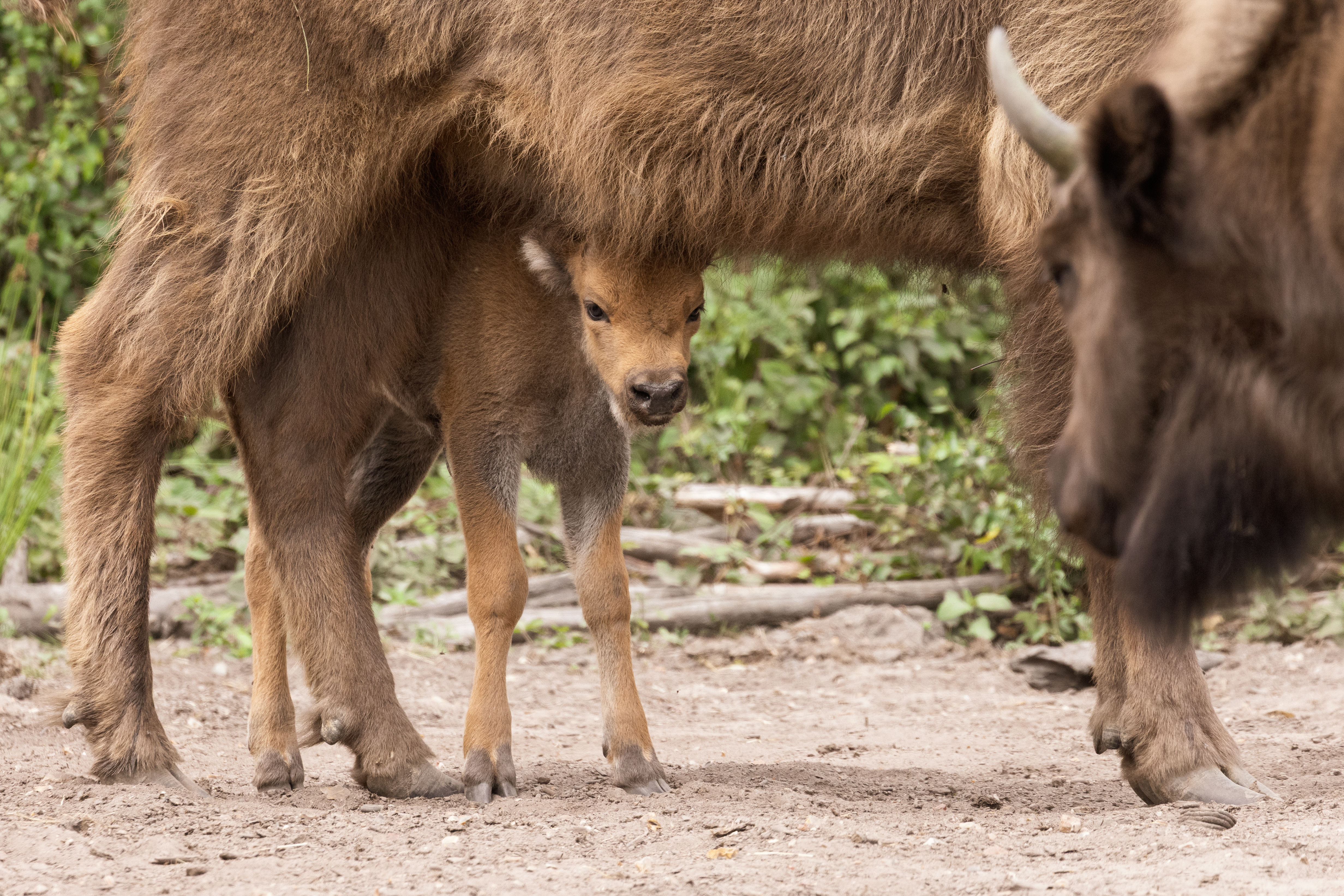2025.10.01 Blean Bison Calf 66 July2025 (Donovan Wright)