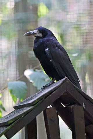 Rook