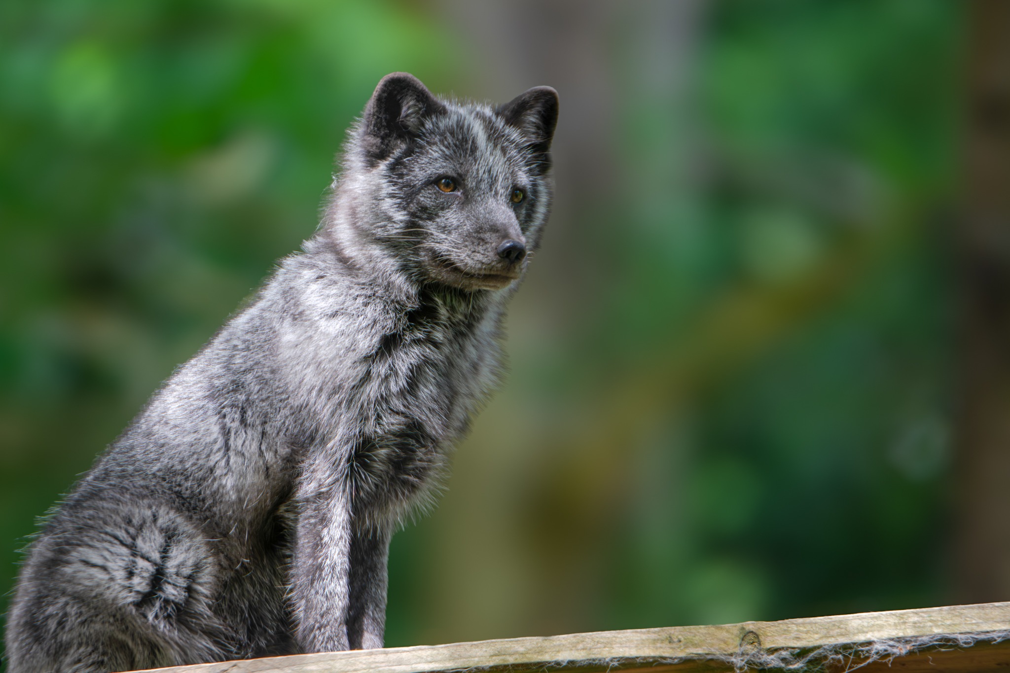 Arctic Fox Dave Ireland 1
