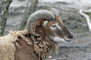 Soay Profile