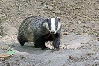 Badger 1