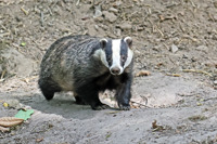 Badger 1