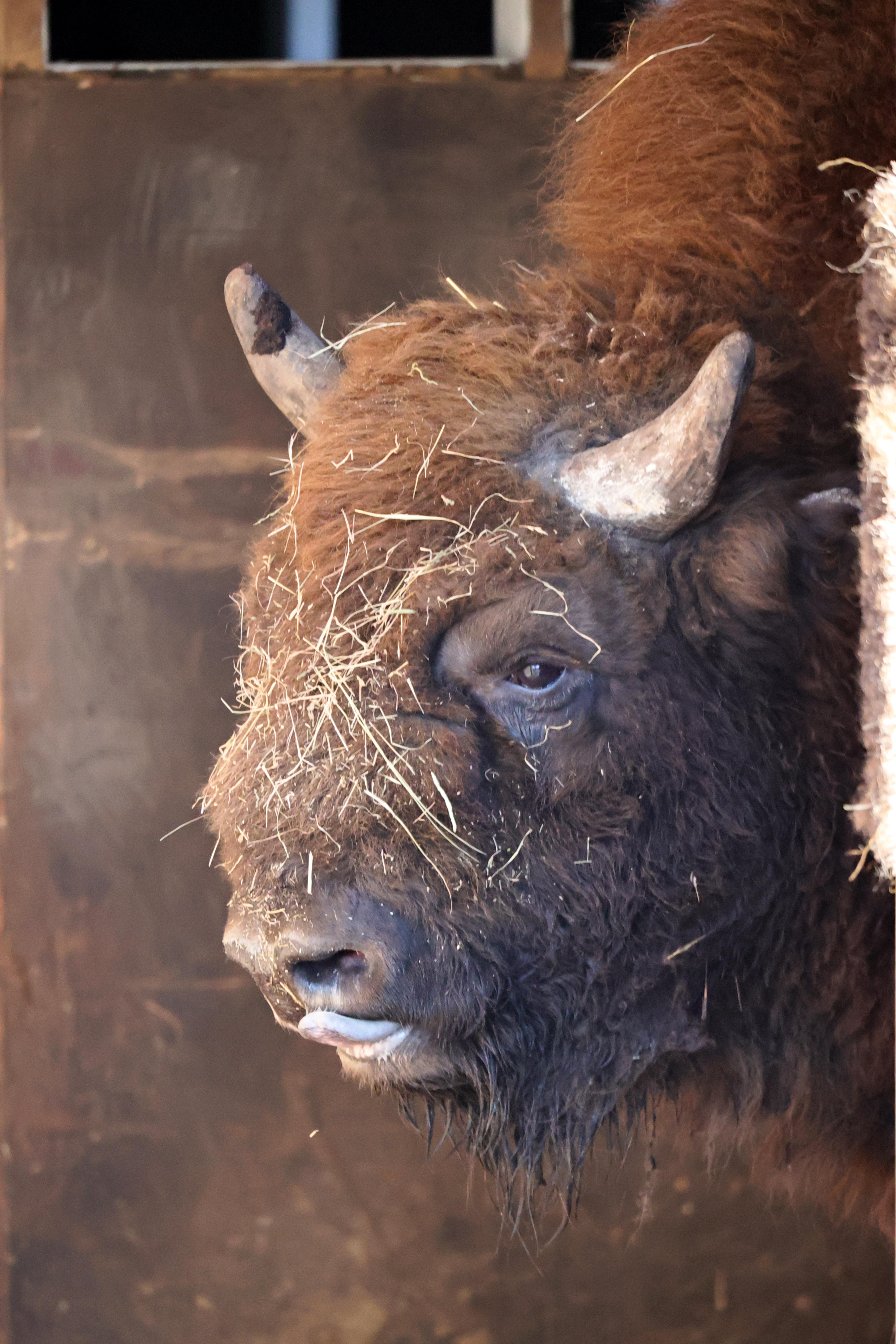 Bison Project Wilder Blean