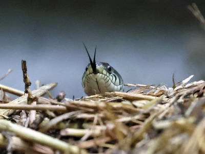 Grass Snake Peekaboo