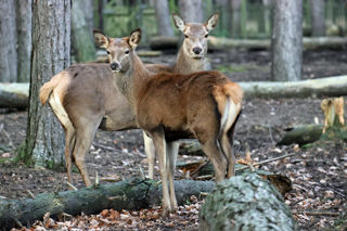 Red Deer Females