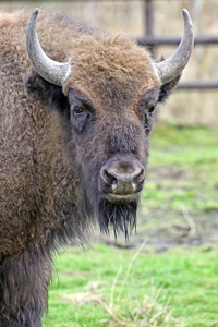 2024.03.19 Bison.2
