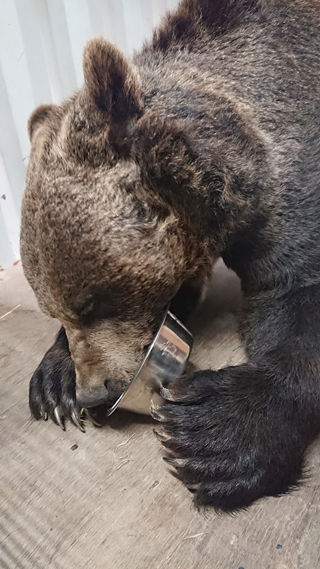 Bear Bowl 1200X1200