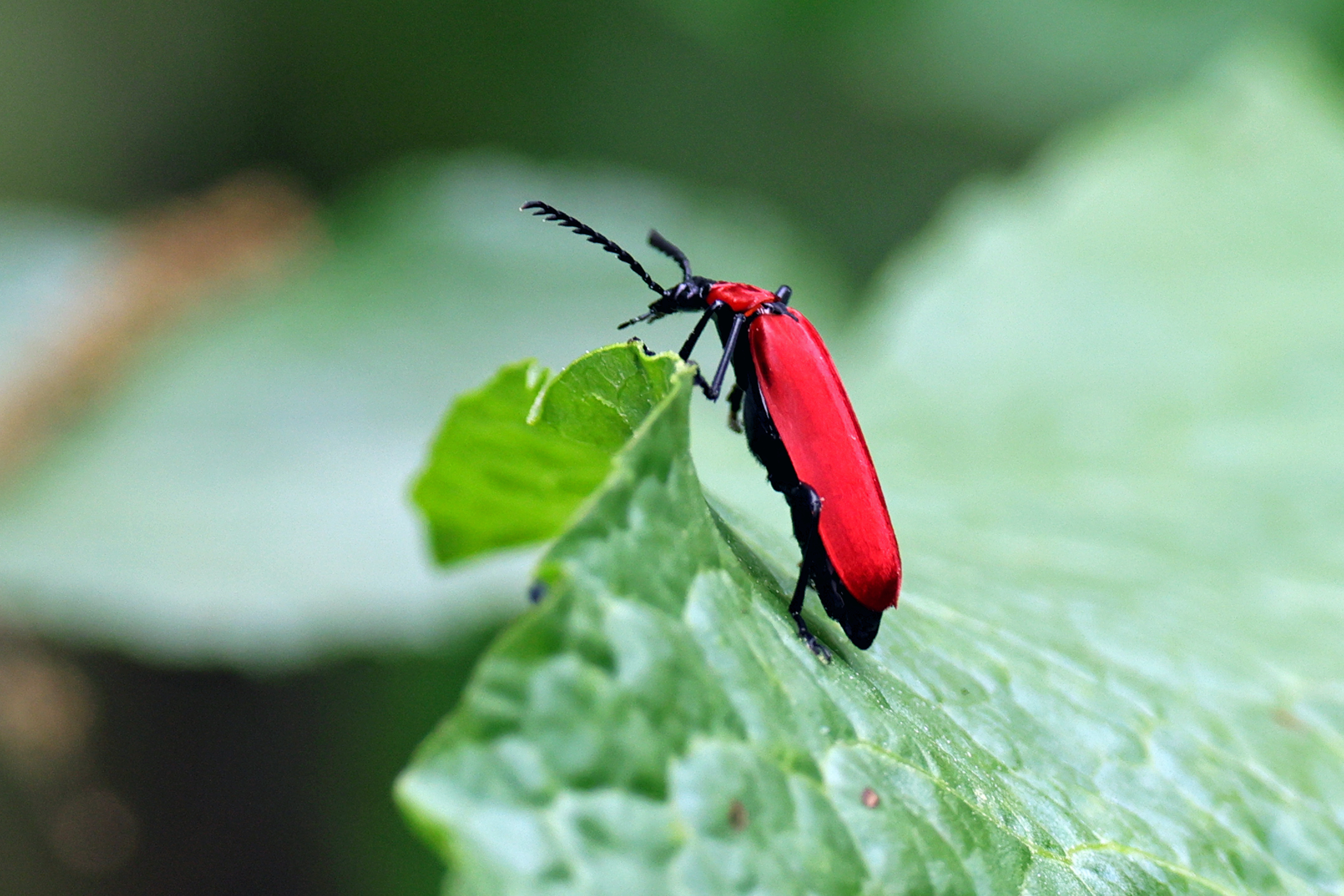 Insect26