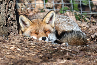 Red Fox Sleeping