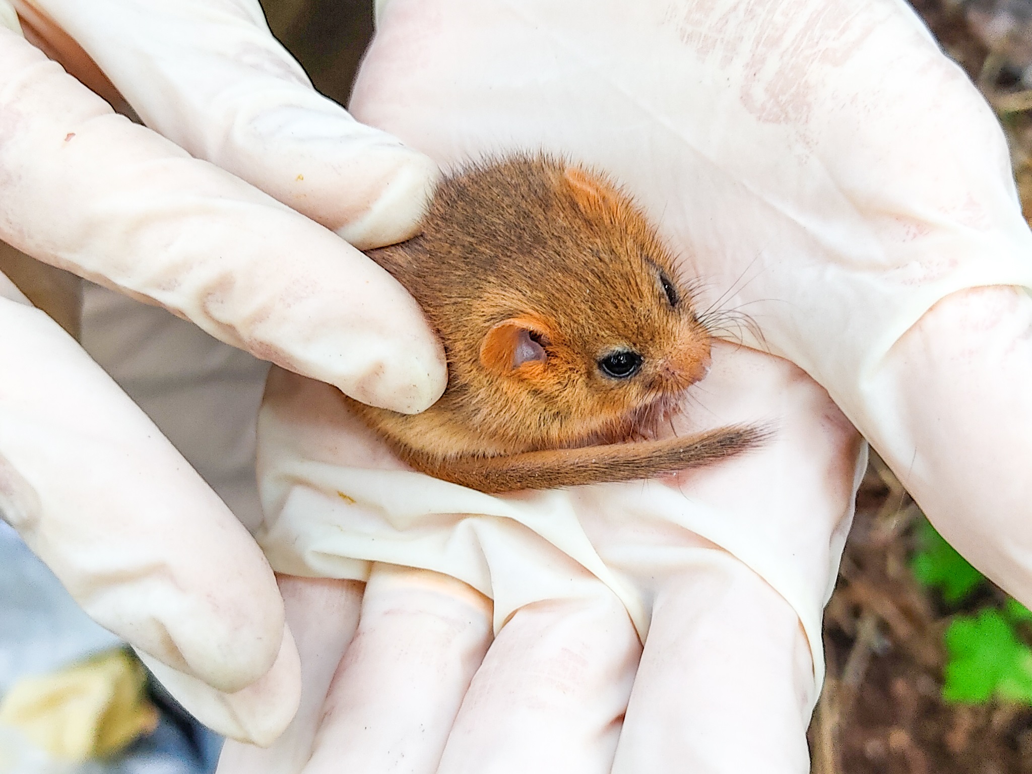 2025.02.01 Dormouse2