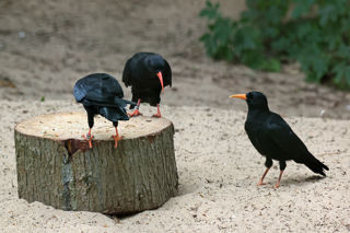 Chough X3