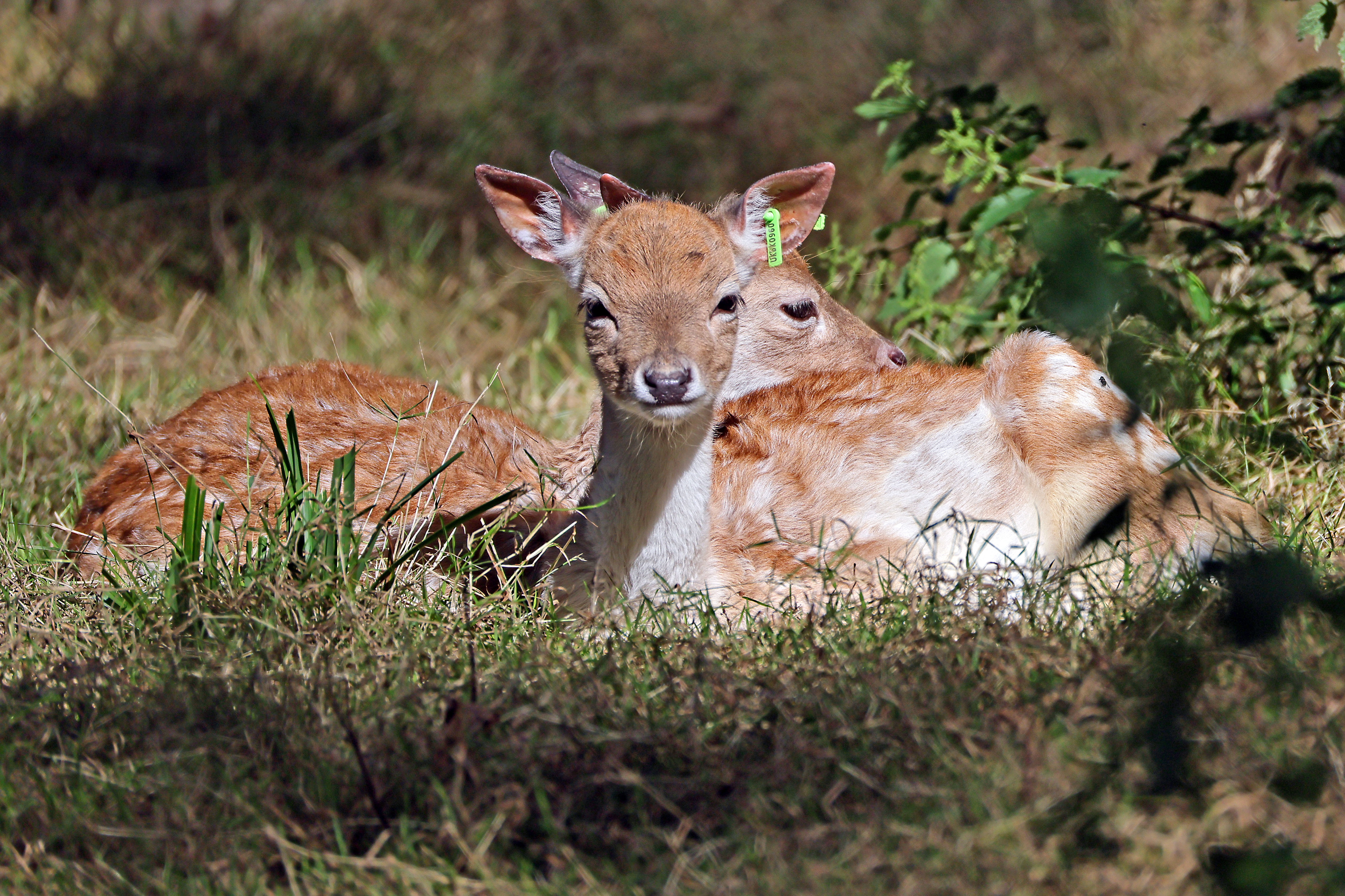 2024.09.14 Young Deer