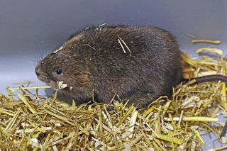 Water Vole