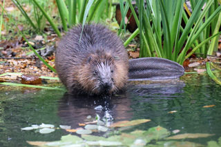 Beaver Dry