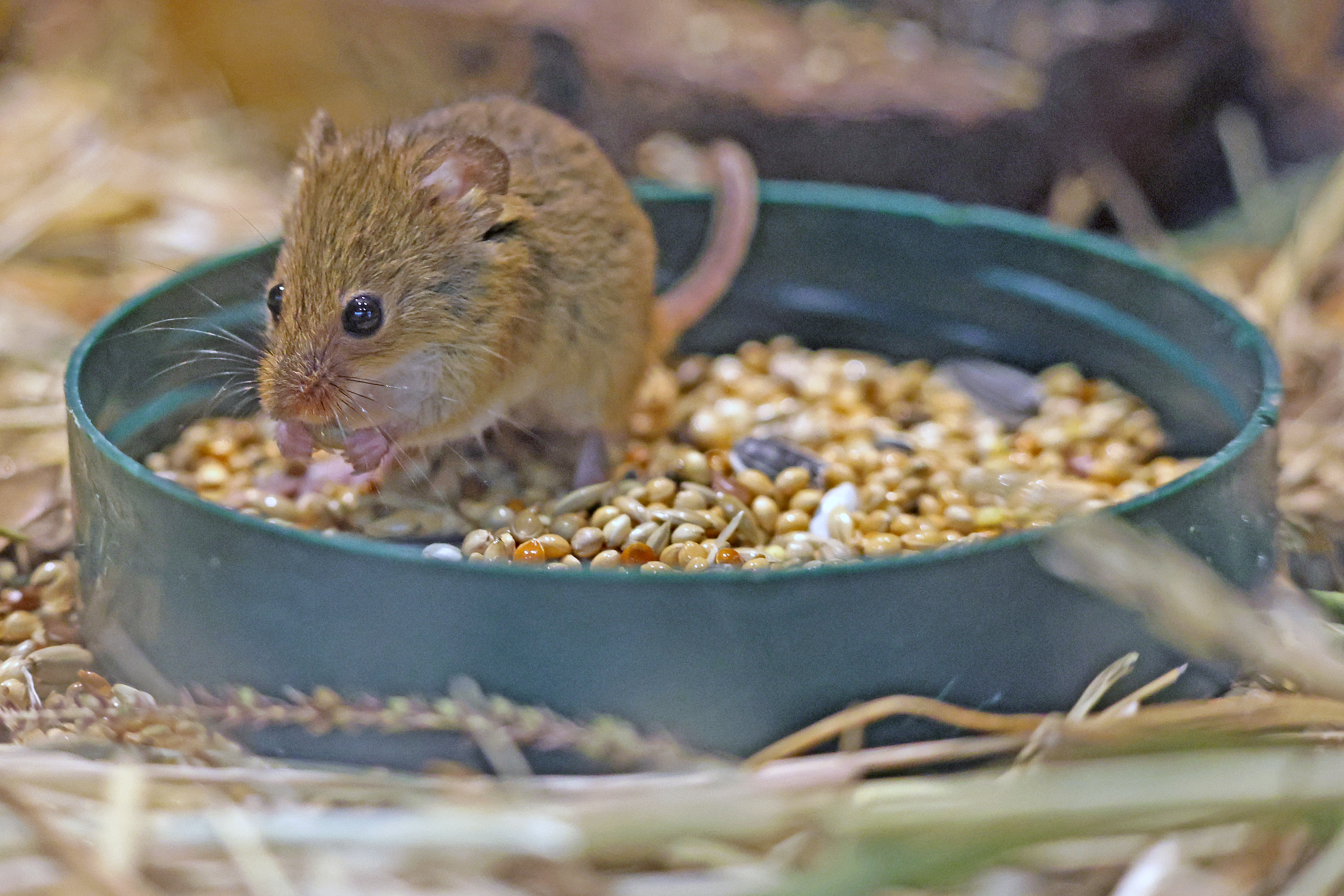 2024.07.09 Harvestmouse