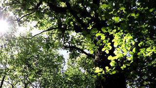 Oak5 1200X1200
