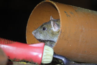 Rat Brown Tube