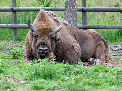 Bison Grass
