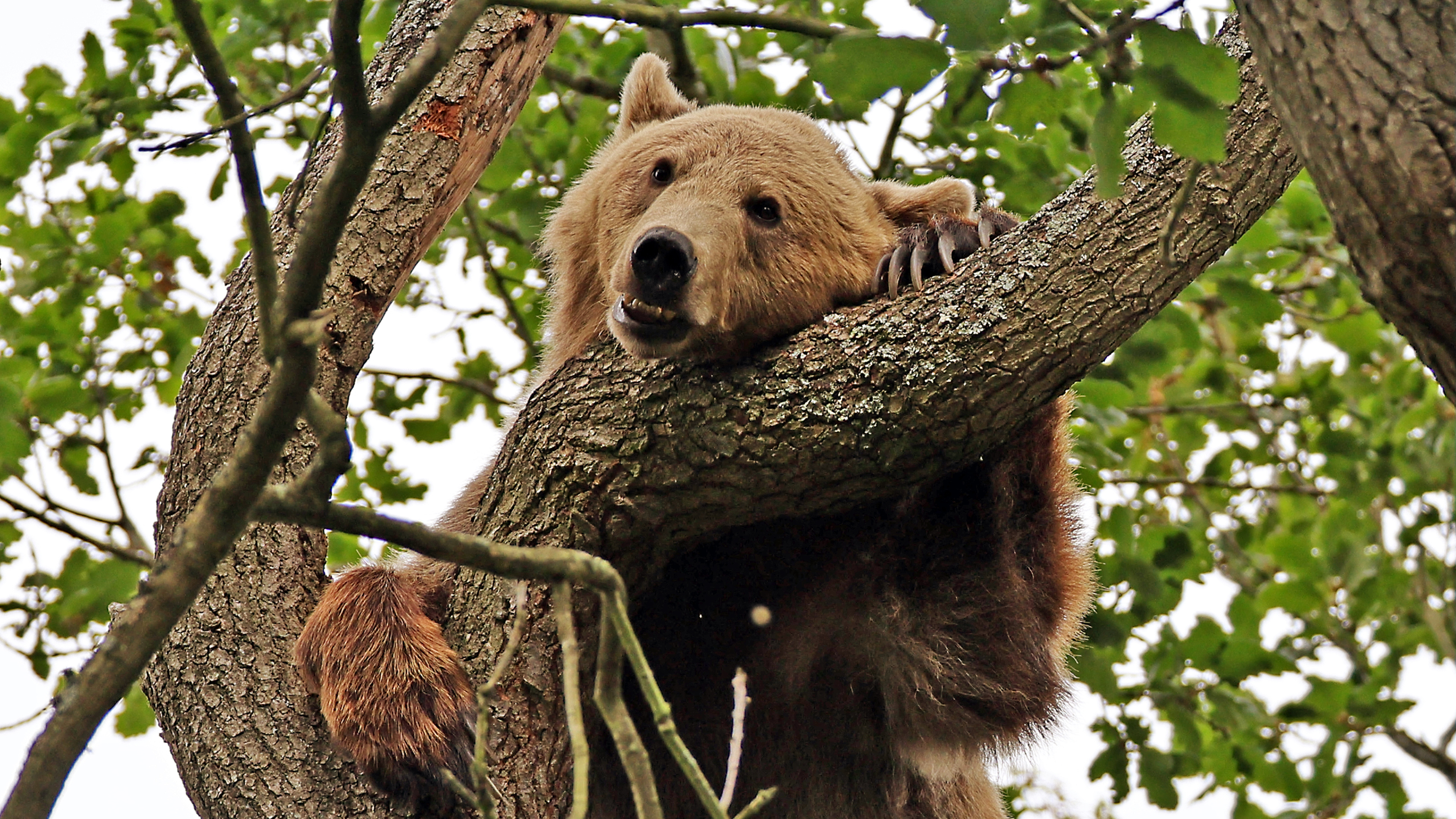 Bear Weekend Website (Kent)