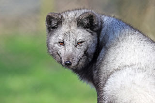Arctic Posed