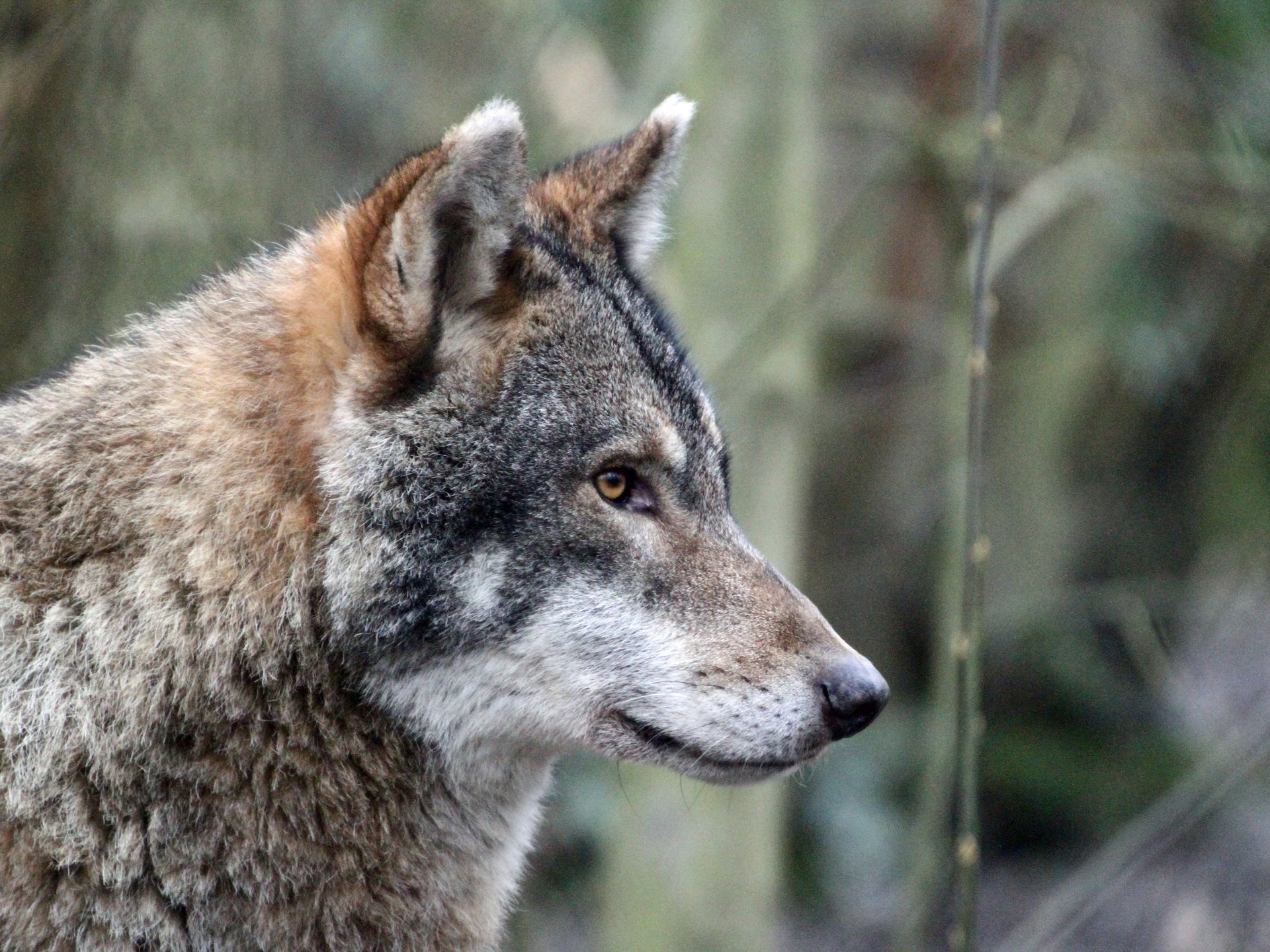 European Wolf | Wildwood Group