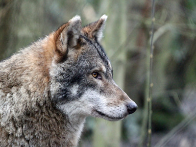 Wolf Profile (2)