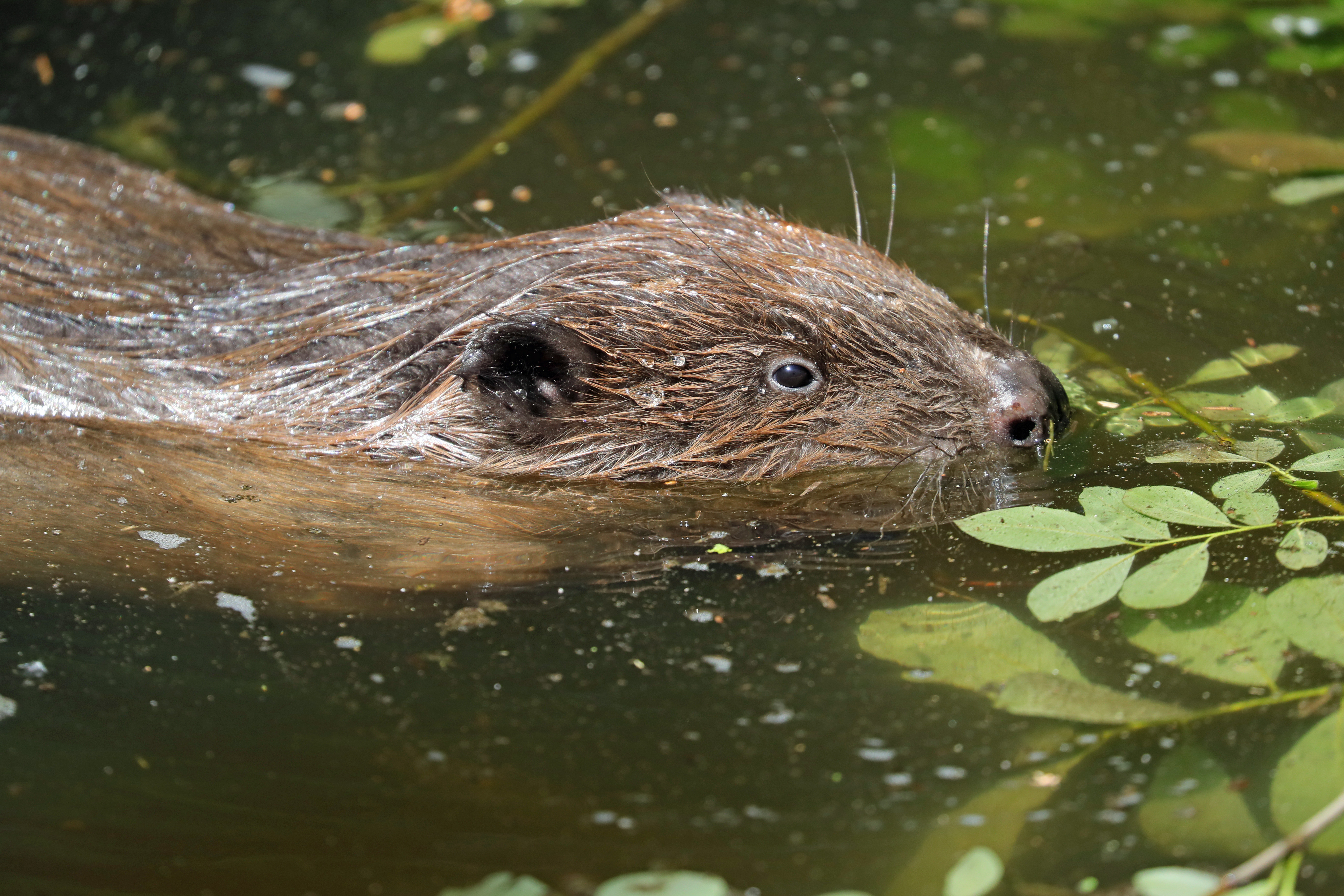 Beaver Swim1