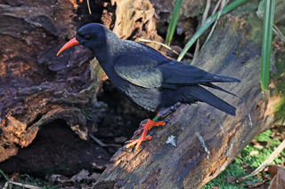 Chough4