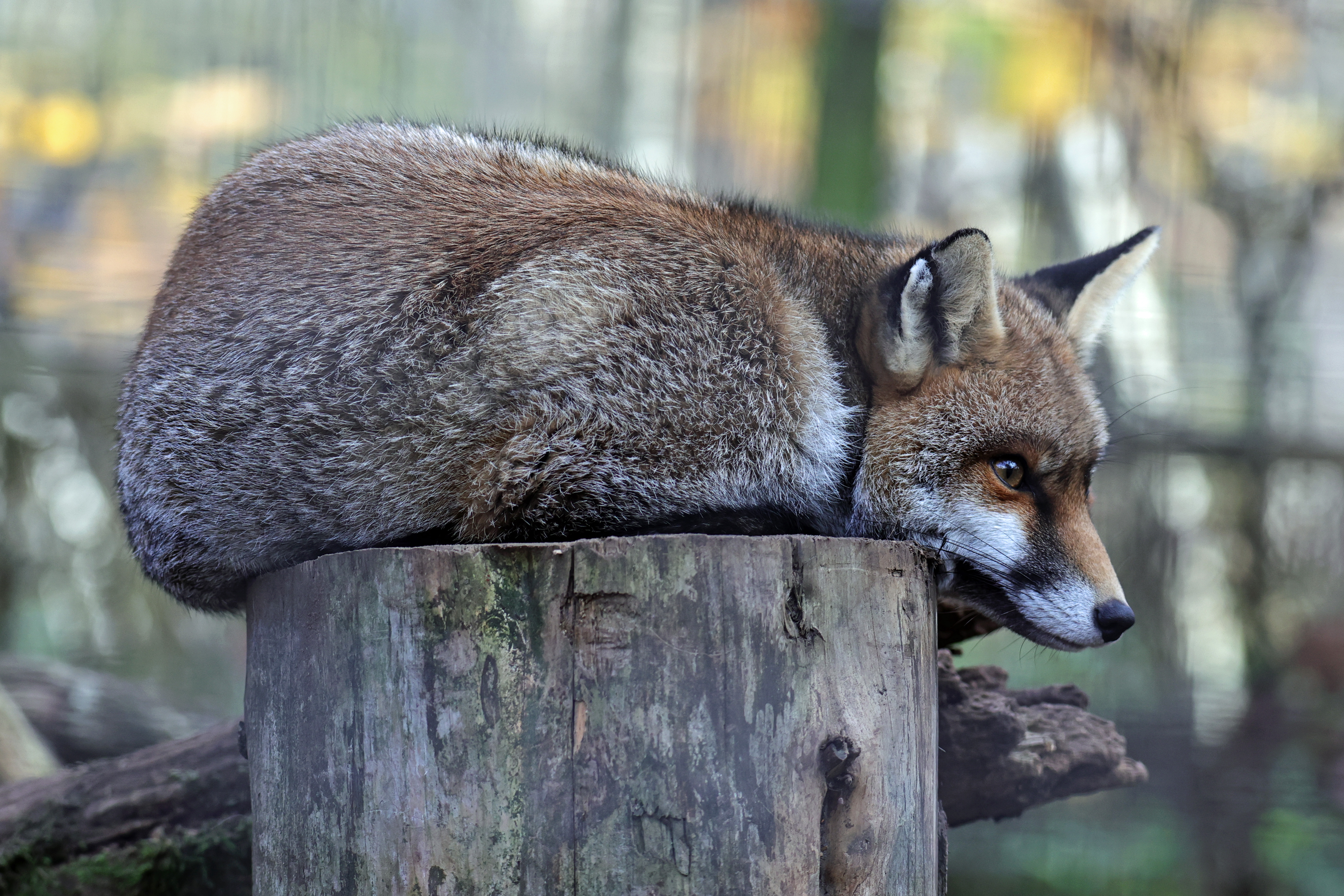 Red Fox On Log
