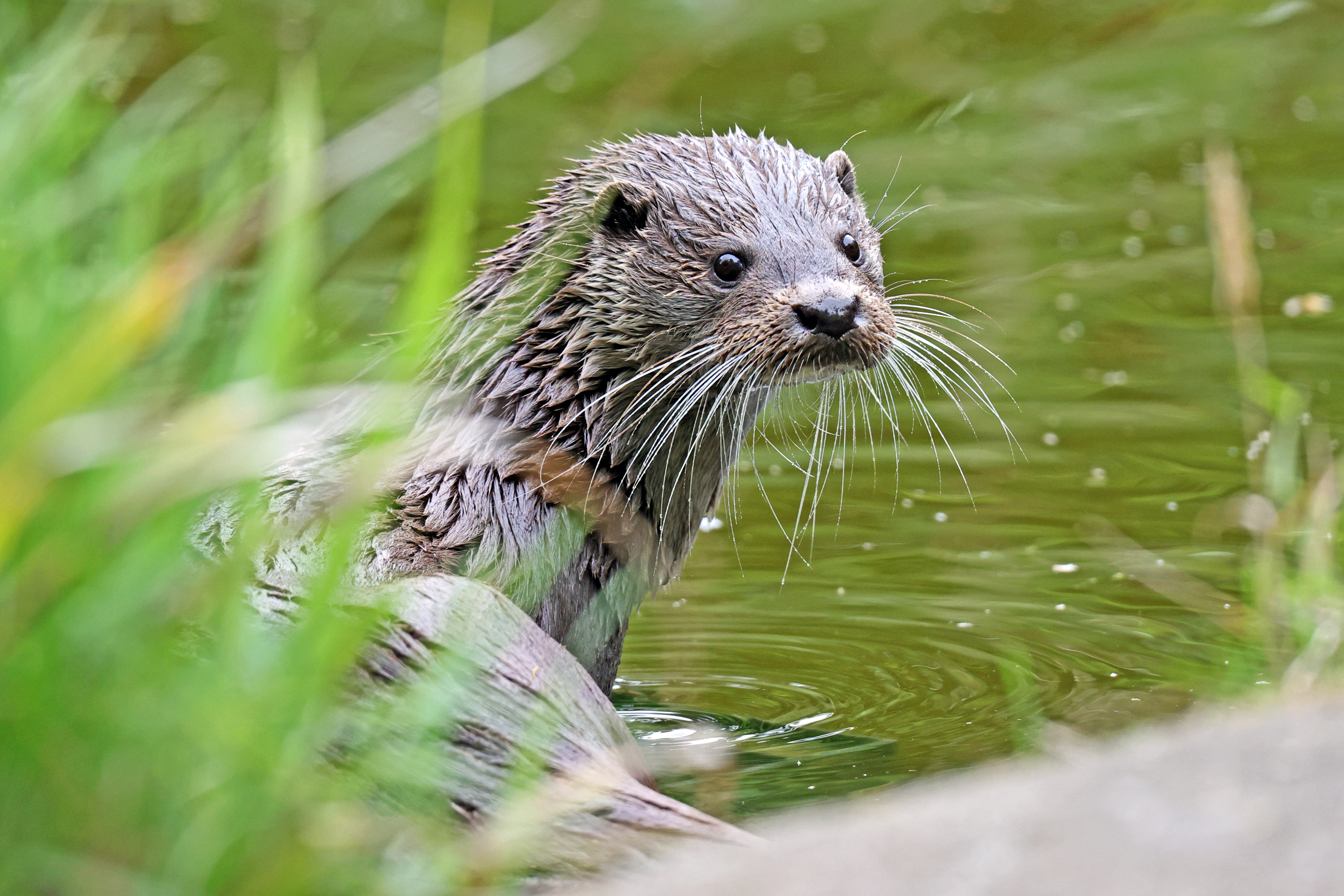 Otter Profile