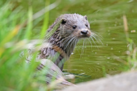 Otter Profile