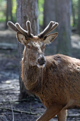 Red Deer Small Antlers